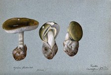 Death cap fungus (Amanita phalloides): three fruiting bodies, 1896. Creator: Cecil Henry Spencer Perceval.