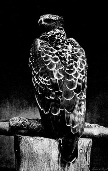 Martial Hawk Eagle, 1895. Creator: Robert Gambier Bolton.