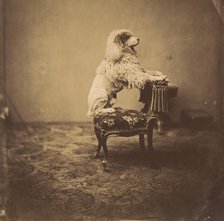 [Empress Eugénie's Poodle], 1850s. Creator: André-Adolphe-Eugène Disdéri.