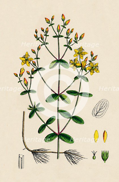 'Hypericum Boeticum. Waved-leaved St. John's Wort', 19th Century. Artist: Unknown.