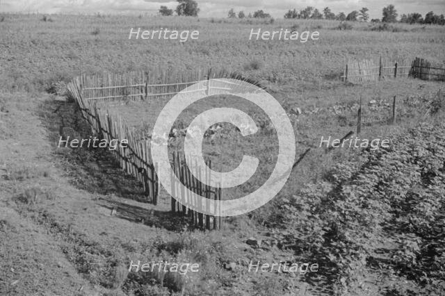 Bud Fields' garden, Hale County, Alabama, 1936. Creator: Walker Evans.
