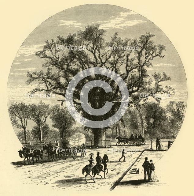 'Washington Elm, Cambridge', 1874.  Creator: John J. Harley.