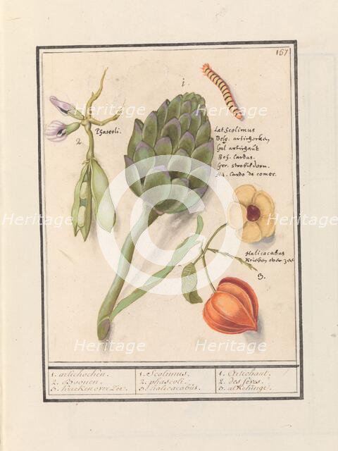 Artichoke (Cynara scolymus), broad beans (Vicia faba) and lantern plant (Physalis), 1596-1610. Creators: Anselmus de Boodt, Elias Verhulst.