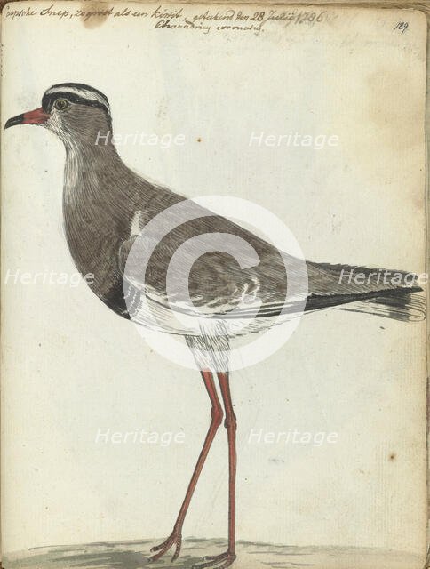 Cape Snipe, 1786. Creator: Jan Brandes.