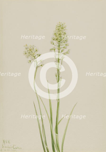 Death Camas (Zygadenus venenosus), 1923. Creator: Mary Vaux Walcott.