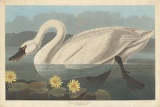 Common American Swan, 1838. Creator: Robert Havell.