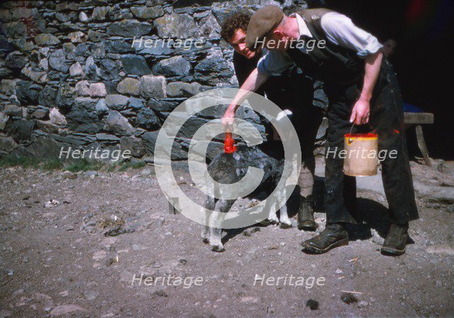 Marking sheep after shearing with Lanolin dye, Lake District, c1960. Artist: CM Dixon.