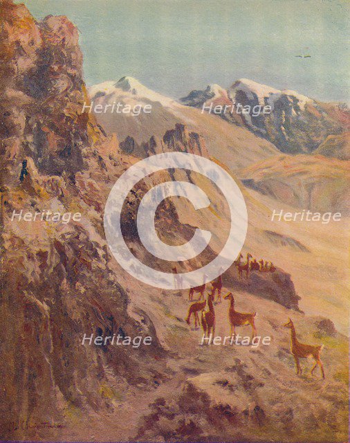 'Guanaco', 1916. Artist: E.W Christmas.