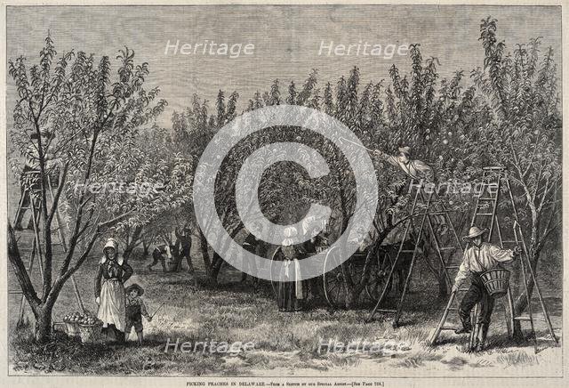 Picking Peaches in Delaware. Creator: Winslow Homer (American, 1836-1910).