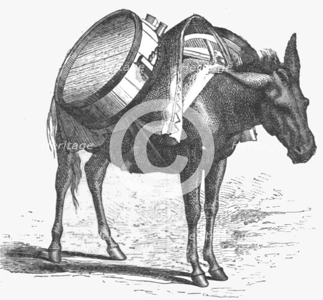 ''Armenian baggage animal; The Caucasus', 1875. Creator: Unknown.