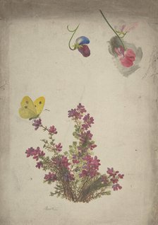Heather, Sweet Peas and Butterfly, 19th century. Creator: Anon.