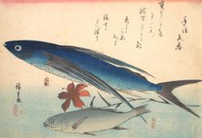 Tobiuo and Ishimochi Fish, from the series Uozukushi (Every Variety of Fish), 1840s., 1840s. Creator: Ando Hiroshige.