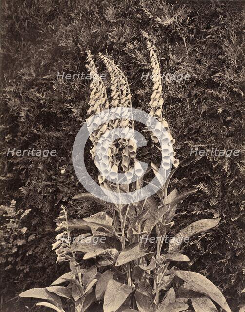 Foxgloves, c. 1860s. Creator: Frank Mason Good.