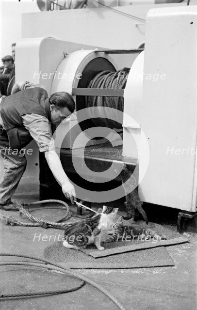 The ship's cat, c1945-c1965. Artist: SW Rawlings