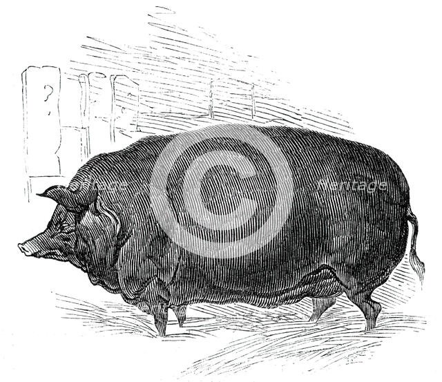 Mr.W. F. Hobbe's improved Essex boar, 1844. Creator: Unknown.