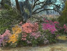 "Magnolia Plantation," 3550 Ashley River Road, Charleston, South Carolina, 1928. Creator: Frances Benjamin Johnston.