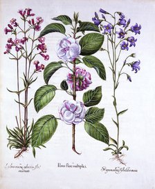 Double Flowered Apple, German Catch-Fly and a Bellflower, from 'Hortus Eystettensis', by Basil Besle