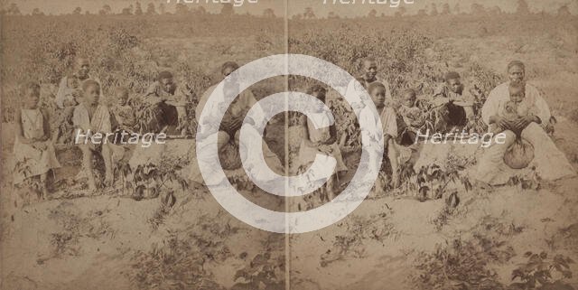 Family group posing in cotton field, c1880-c1889. Creator: Unknown.