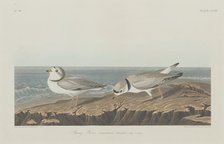 Piping Plover, 1834. Creator: Robert Havell.