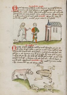 A Man with a Weasel on a Leash: An Ox, Frogs, and Toads; Fables, third quarter of 15th century. Creator: Unknown.