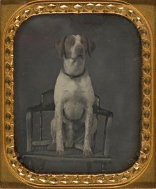Dog Posing for Portrait in Photographer's Studio Chair, ca. 1855. Creator: Rufus Anson.