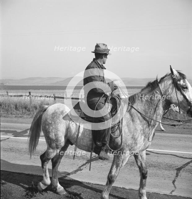 Cowboy coming in from the hills, San Luis Obispo County, California, 1938. Creator: Dorothea Lange.
