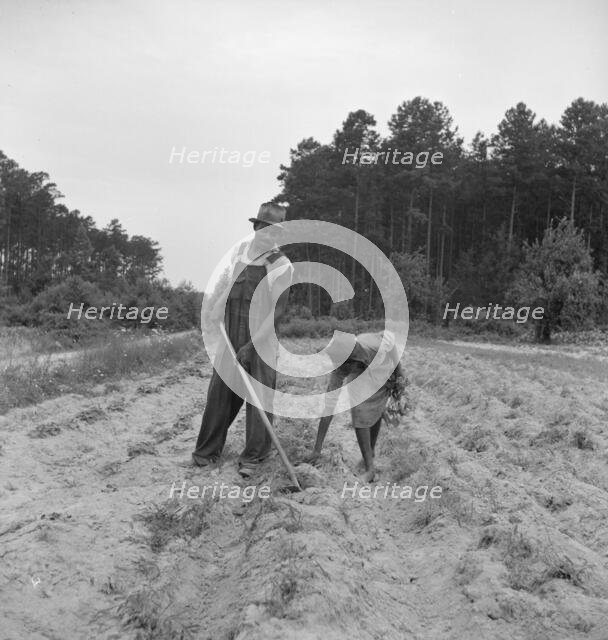 Thirteen year old daughter of Negro sharecropper planting..., near Olive Hill, North Carolina, 1939. Creator: Dorothea Lange.