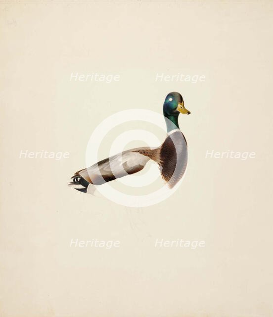 Mallard; unfinished, 1835-1839. Creator: Magnus von Wright.