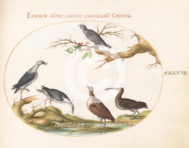 Animalia Volatilia et Amphibia (Aier): Plate XLVII, c. 1575/1580. Creator: Joris Hoefnagel.