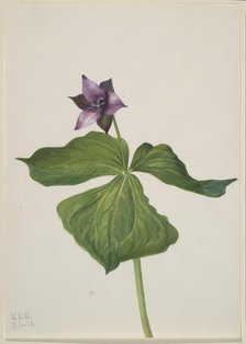 Trillium erectum, 1938. Creator: Mary Vaux Walcott.