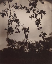 Branche de pommier, 1922/1923. Creator: Eugene Atget.