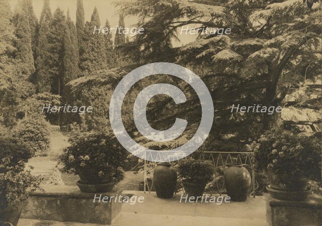 Italy, Villa Bel Riposo, Fiesole i.e. San Domenico, "Cedars of Lebanon" , 1925. Creator: Frances Benjamin Johnston.