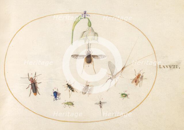 Plate 77: Hummingbird Hawk Moth with a White Flower, Blue and Green Weevils..., c. 1575/1580. Creator: Joris Hoefnagel.
