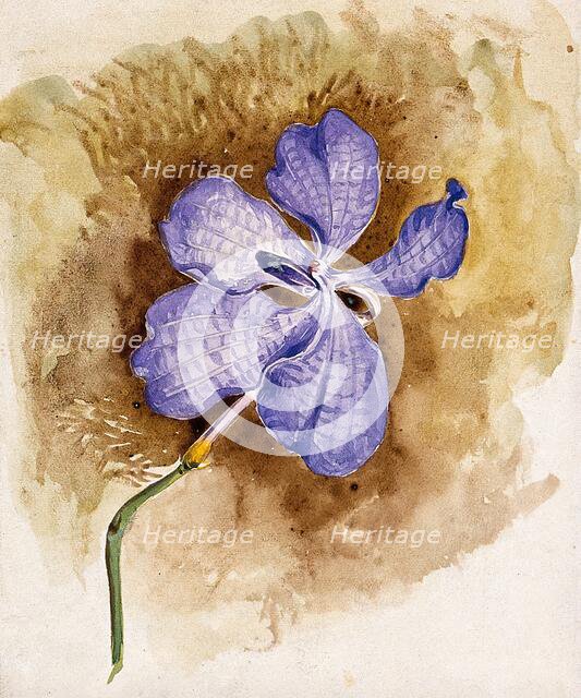 An orchid flower. Creator: Unknown.