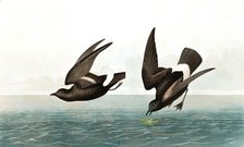 Least Stormy Petrel,  Thalassidroma Pelagica, 1845.