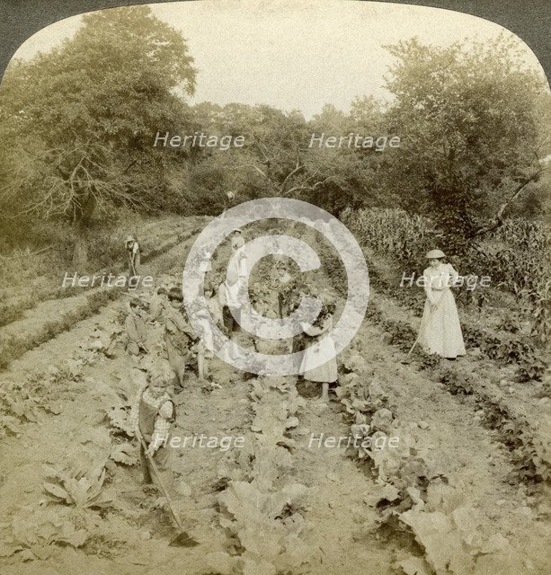 Children working in a vegetable garden, Salvation Army Home, Spring Valley, New York, USA.Artist: Underwood & Underwood
