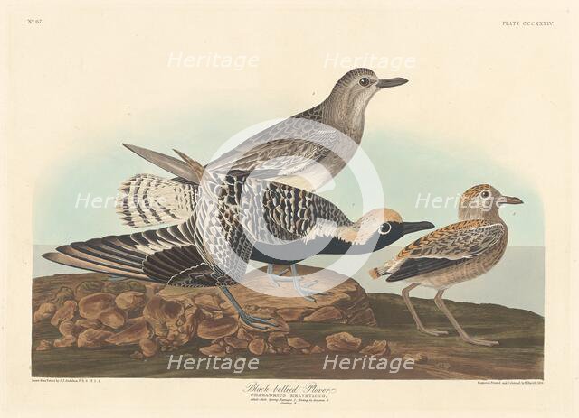 Black-bellied Plover, 1836. Creator: Robert Havell.