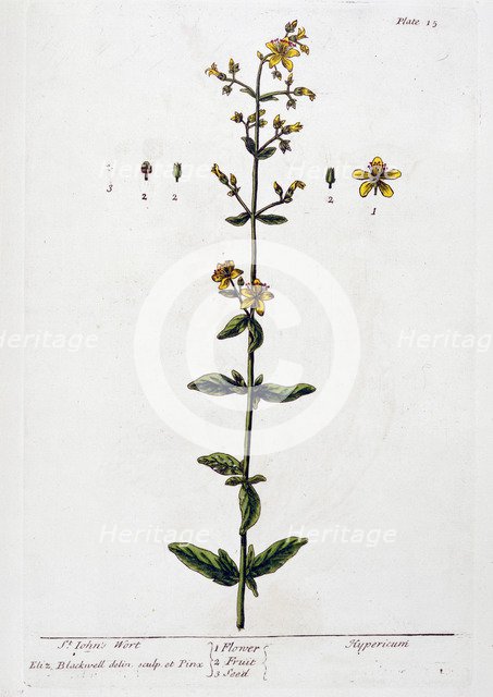 St John's Wort, 1782. Artist: Elizabeth Blackwell
