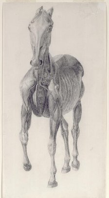 Finished study for 'The Eighth Anatomical Table of the Muscles ... of the Horse', 1756. Creator: George Stubbs.