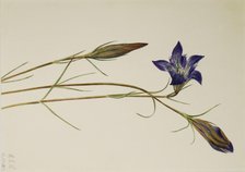 Pinebarren Gentian (Gentiana porphyrio), 1923. Creator: Mary Vaux Walcott.