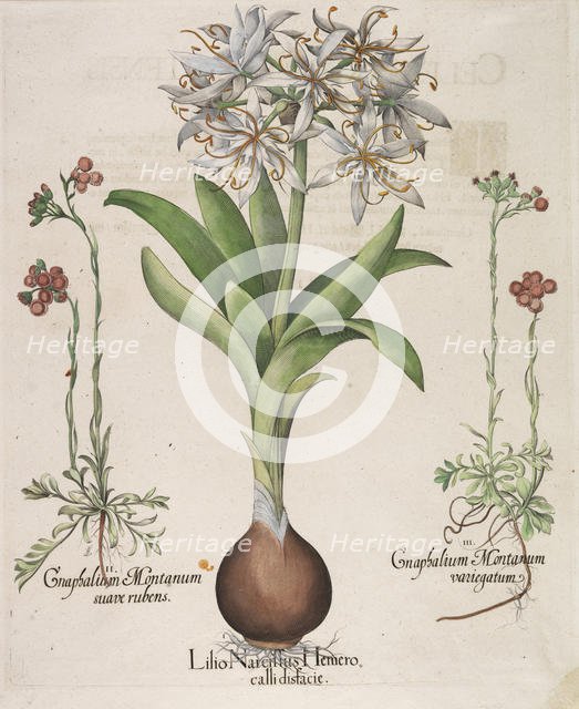 Lilio Narcissus Hemerocalli, 1613. Creator: Besler, Basilius (1561-1629).