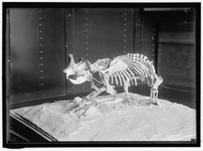 Dinosaur skeleton, between 1913 and 1917. Creator: Harris & Ewing.