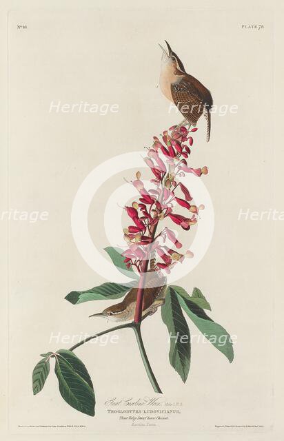 Great Carolina Wren, 1830. Creator: Robert Havell.