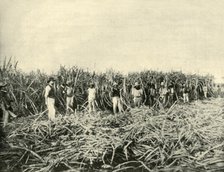 'In a Queensland Sugar Plantation', 1901. Creator: Unknown.