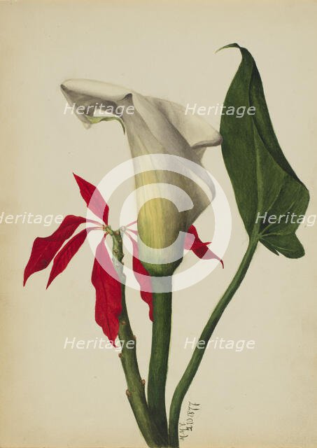 Untitled (Calla Lily), 1877. Creator: Mary Vaux Walcott.