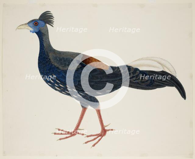 Crested Fireback Pheasant, c1824.  Creator: J Briois.