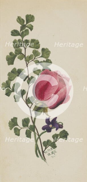 Pink Rose with Violet, 1876. Creator: Mary Vaux Walcott.