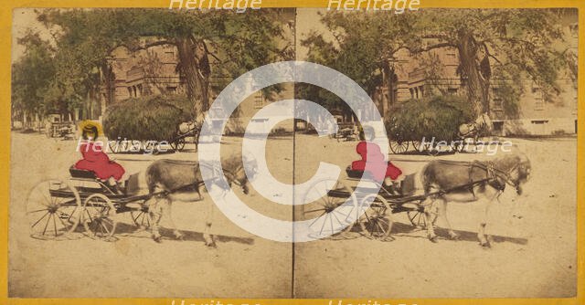 Woman in donkey-drawn carriage, hay wagon in background, 1870s. Creator: Charles A. Beckford.