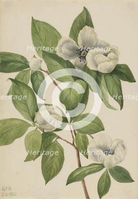 Virginia Stewartia (Stewartia malachodendron), 1925. Creator: Mary Vaux Walcott.