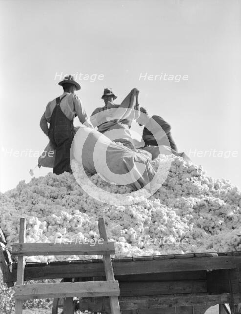 Loading cotton, Southern San Joaquin Valley, California, 1936. Creator: Dorothea Lange.